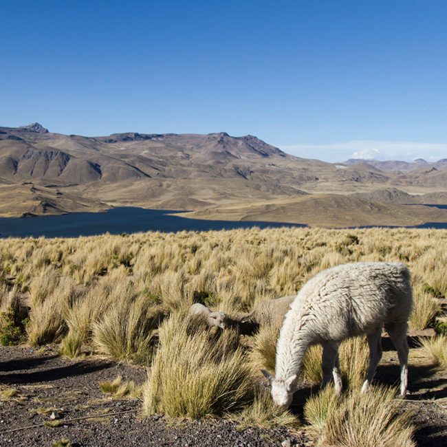 Viaje a Chile - Señora Sheldon Agencia de Viajes