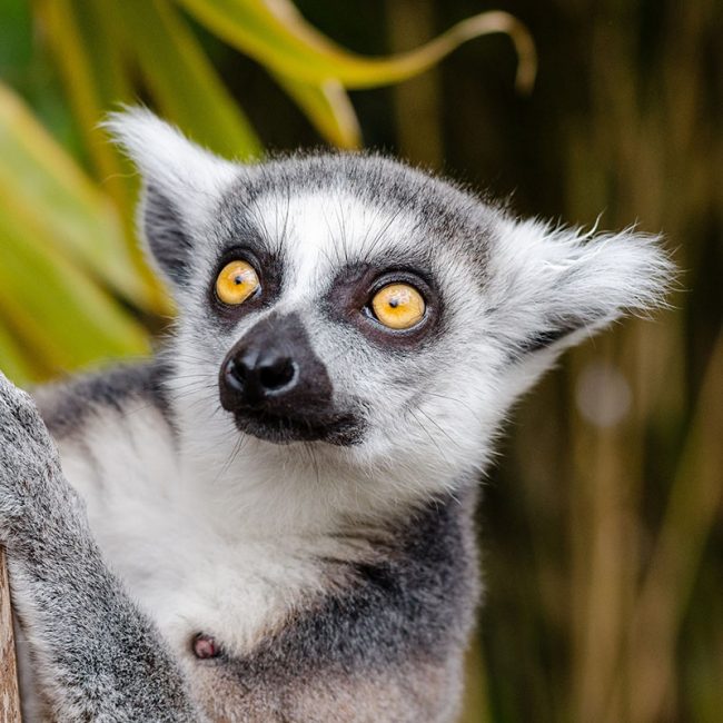 Viaje a Madagascar - Señora Sheldon Agencia de Viajes